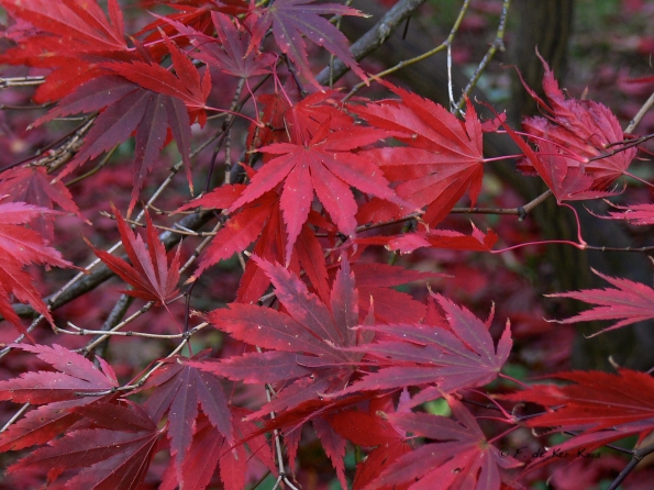 Bois des moutiers fall 2012 (29)